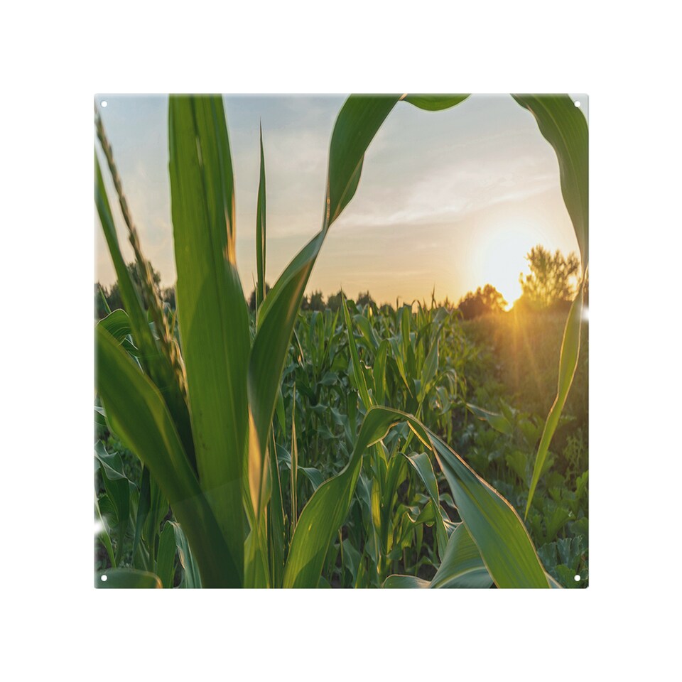 image 1 of Corn and sun close up Designer Splash Back | White