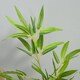 image 8 of Outsunny Set of 2 120cm/4FT Artificial Bamboo Trees Plant w/ Pot Indoor