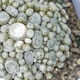 image 5 of Carbeth Plants 3 x Sempervivum Arctic White - Drought Tolerant & Easy Care Succulent