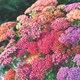 image 4 of Achillea Summer Berries Seeds Hardy Perennial Colourful Ornamental Garden Patio Balcony Attracts Bees & Butterflies (1x Packet)