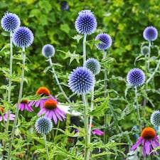 Carbeth Plants 2 x Echinops Ritro in 1L Pot - Small Globe Thistle - Ideal for Beds and Borders