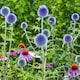 image 1 of Carbeth Plants 2 x Echinops Ritro in 1L Pot - Small Globe Thistle - Ideal for Beds and Borders