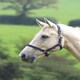 image 3 of Shires Wessex Headcollar Blue | Size: Pony
Colour: Navy/Silver