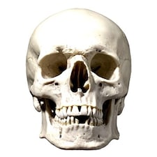 Skull Halloween Cardboard Face Mask