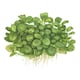 image 3 of Tropica Anubias barteri 'Mini Coin' (Easy, Foreground/Attach) 1-2-Grow!
