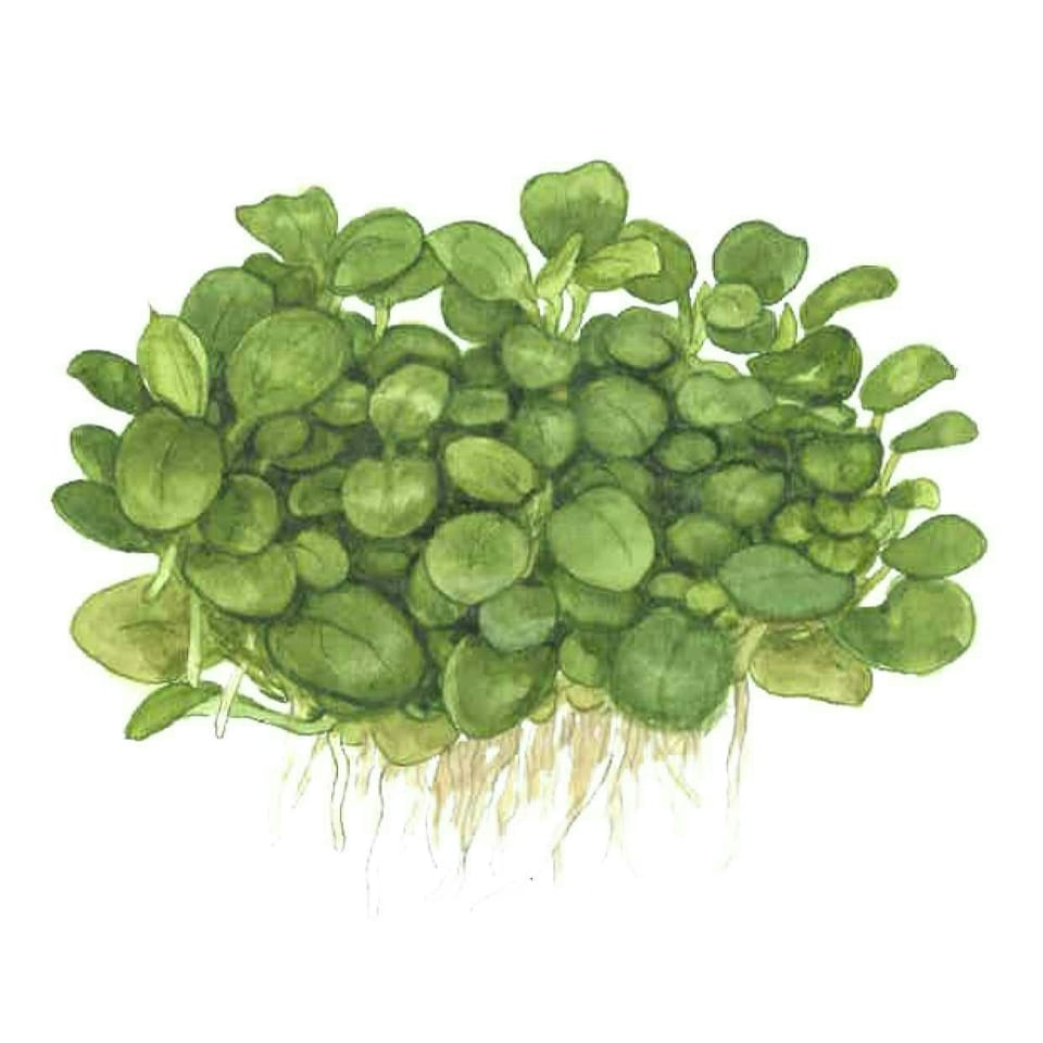 image 1 of Tropica Anubias barteri 'Mini Coin' (Easy, Foreground/Attach) 1-2-Grow!