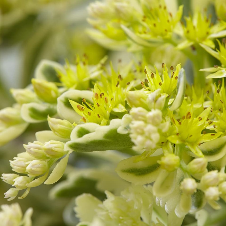 Sedum Atlantis 9cm Potted Plant x 1