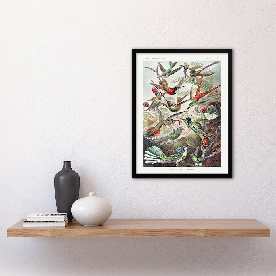 image 1 of Kolibri Birds Hummingbird Species Haeckel Framed Wall Art Print 12X16"