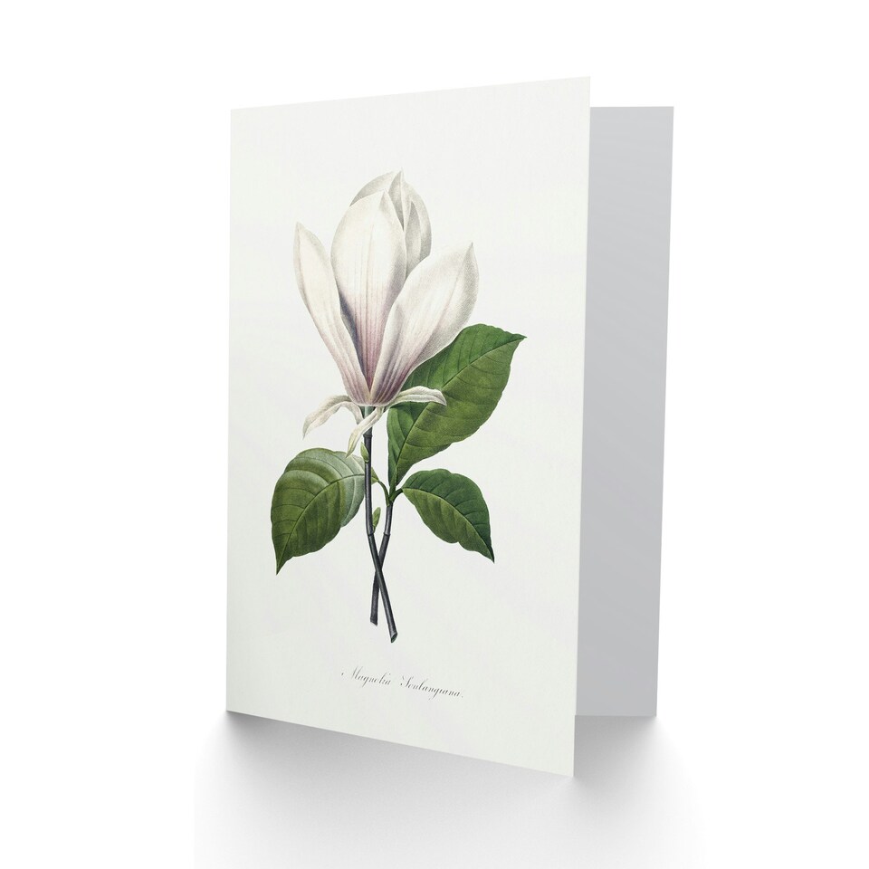 image 1 of Pierre-Joseph Redouté Art Card Saucer Magnolia Flower
