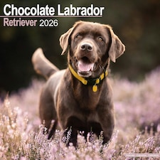 Chocolate Labrador Retriever 2026 Calendar | Square Wall Calendar | Dog Breed Gift | Plastic Free Packaging | by Avonside Publishing