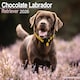 image 1 of Chocolate Labrador Retriever 2026 Calendar | Square Wall Calendar | Dog Breed Gift | Plastic Free Packaging | by Avonside Publishing
