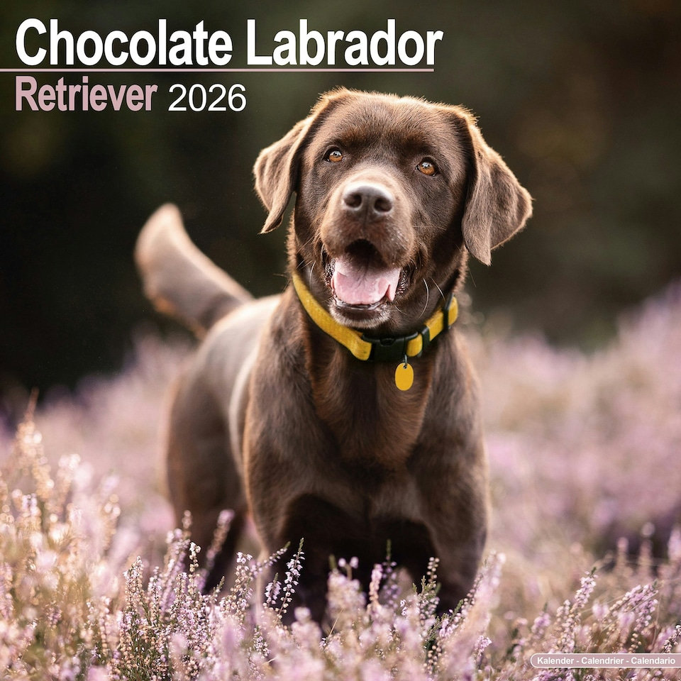 image 1 of Chocolate Labrador Retriever 2026 Calendar | Square Wall Calendar | Dog Breed Gift | Plastic Free Packaging | by Avonside Publishing