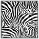 image 4 of Zebra animal print (Picture Frame) White | S