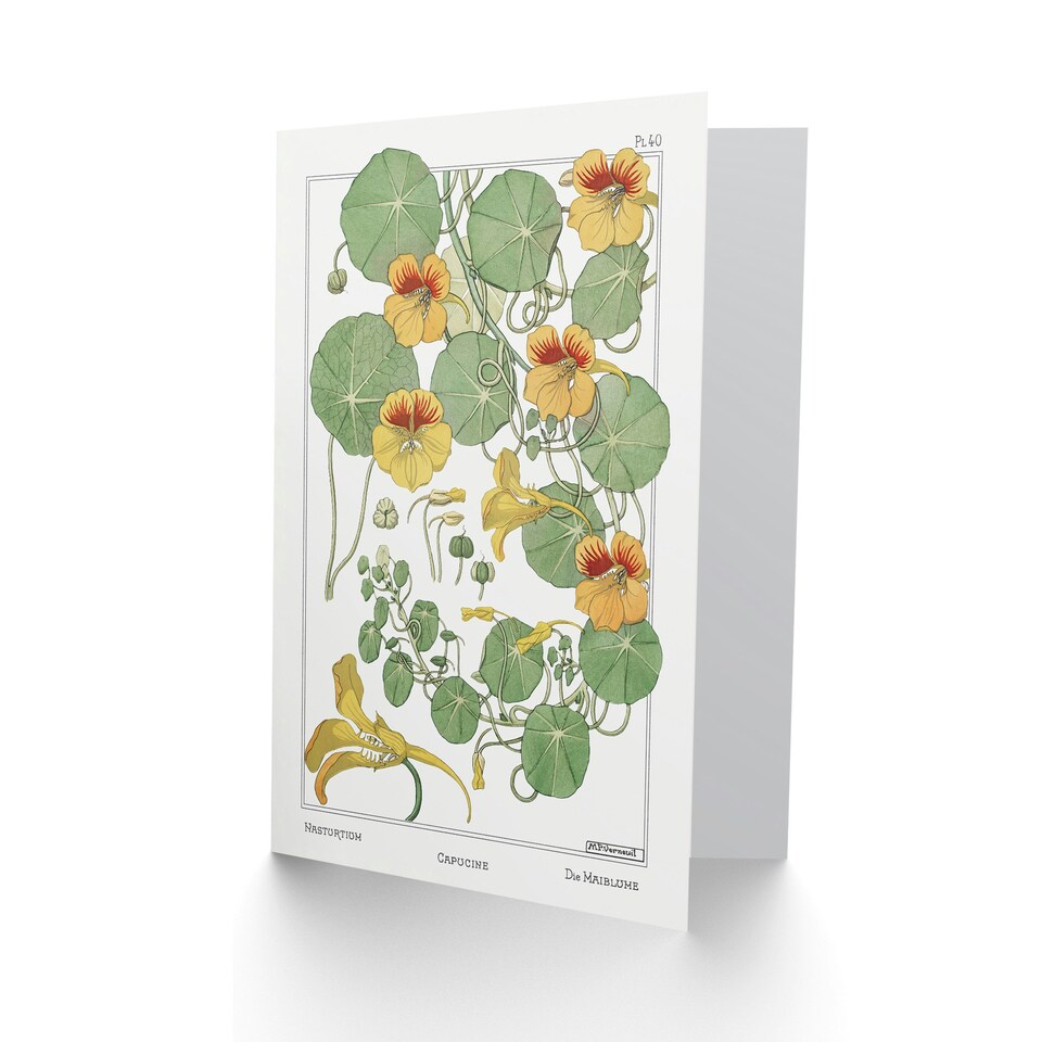 image 1 of Maurice Pillard Verneuil Art Card Nasturtium Flower