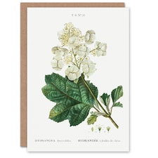 Pierre-Joseph Redouté Art Card Oakleaf Hydrangea Flowers