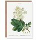image 1 of Pierre-Joseph Redouté Art Card Oakleaf Hydrangea Flowers