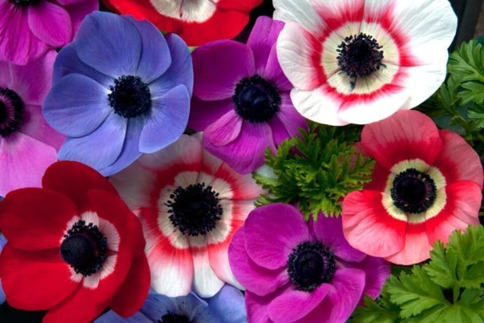image 1 of 100 Mixed Summer Flowering Bulbs