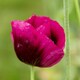 image 7 of Poppy Laurens Grape | Multi | Purple | Flower Seeds | 1