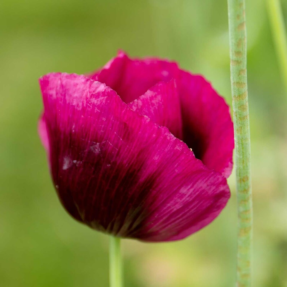 image 1 of Poppy Laurens Grape | Multi | Purple | Flower Seeds | 1