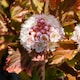 image 3 of Marshalls Garden Physocarpus 'Magic Ball' - 3 x 9cm Potted Shrubs