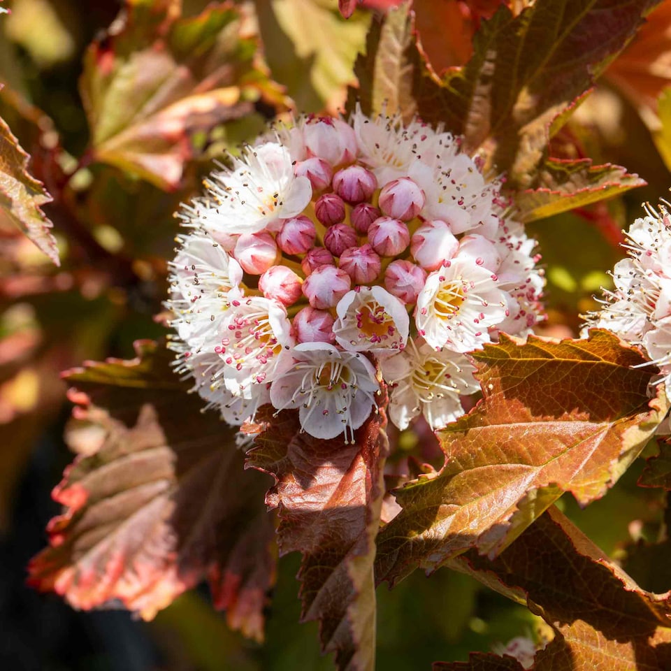 image 1 of Marshalls Garden Physocarpus 'Magic Ball' - 3 x 9cm Potted Shrubs