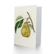 image 2 of Jacob Sturm Art Card Vintage Illustration of a Pear