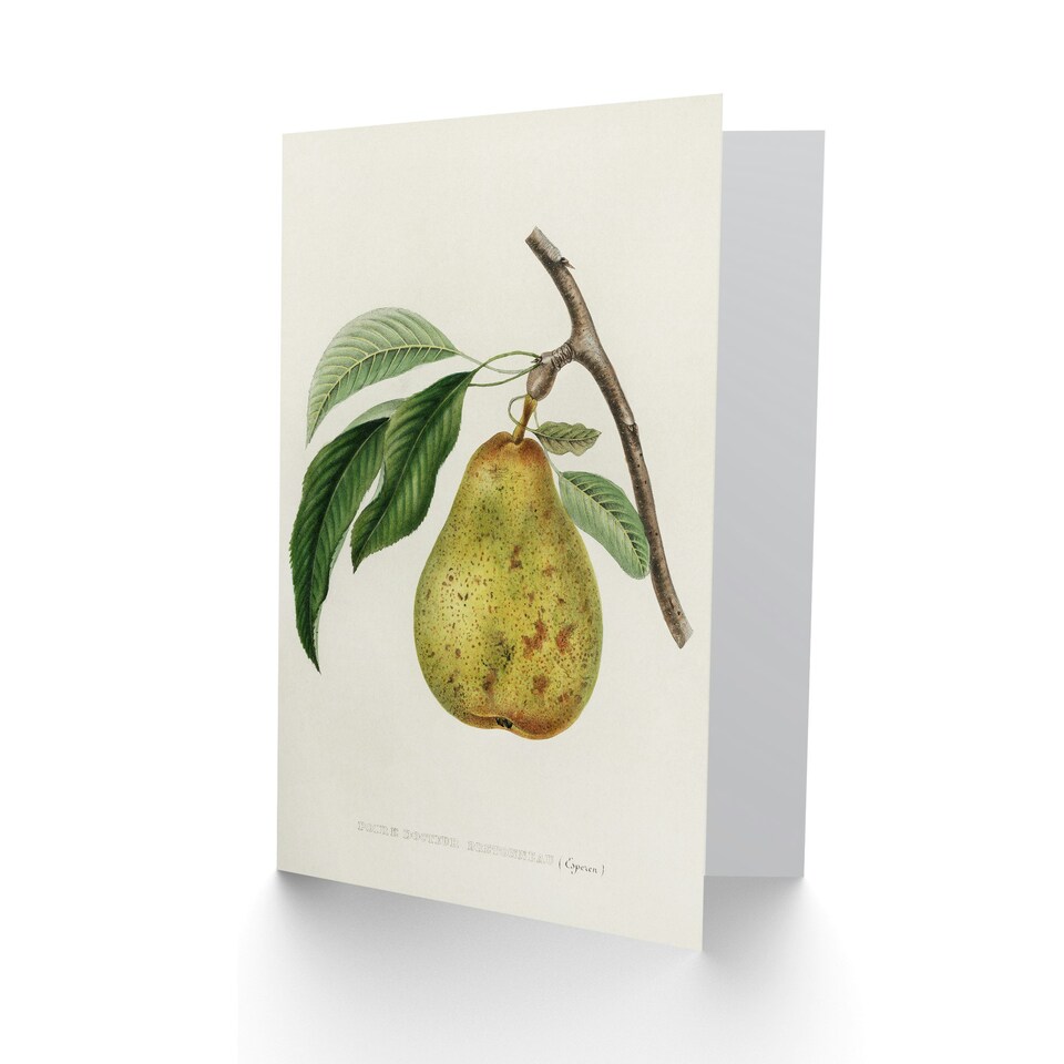 image 1 of Jacob Sturm Art Card Vintage Illustration of a Pear