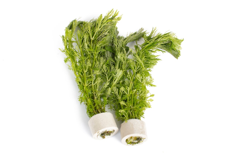 image 1 of Ambulia (Limnophila sessiliflora) - Live Aquarium Plant for Midground Planting, No CO2 Needed - Fish Tank Plant