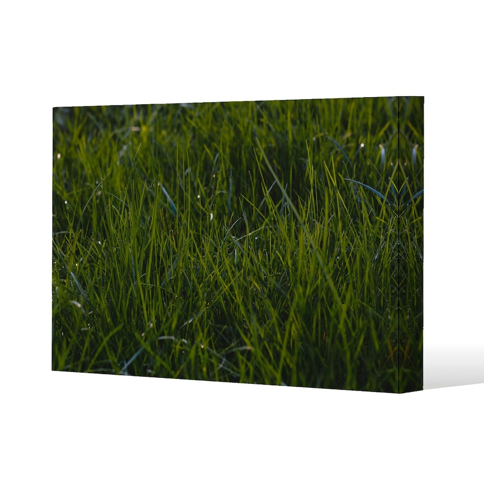 image 1 of Fresh green grass background, natural grass (Canvas Print) 152 x 101 x 4cm
