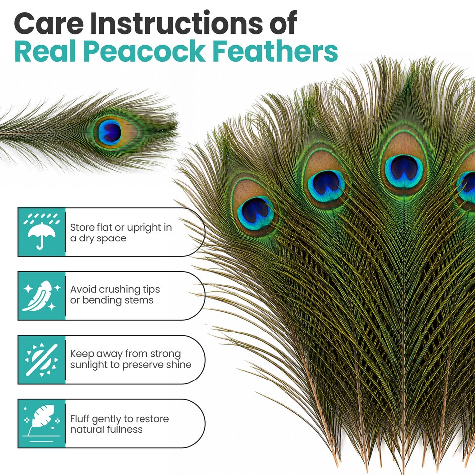 image 1 of Trimming Shop Real Peacock Feather, 10" - 12" Inch - 10pcs