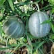 image 3 of Carbeth Plants 3 x Melon Ogen Vegetable Plant - 9cm Pot - Easy Grow Kitchen Garden