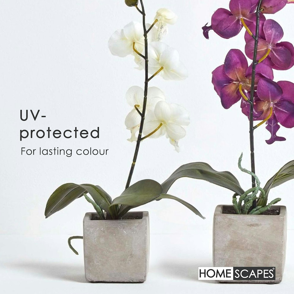 image 1 of Homescapes Set of 2 Cerise Pink & White Artificial Orchids in Pots, 40 cm