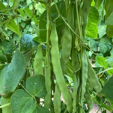Climbing Bean Hacienda Seeds Phaseolus vulgaris French Bean 1 Packet x 40 Seeds by Thompson & Morgan