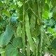 image 1 of Climbing Bean Hacienda Seeds Phaseolus vulgaris French Bean 1 Packet x 40 Seeds by Thompson & Morgan