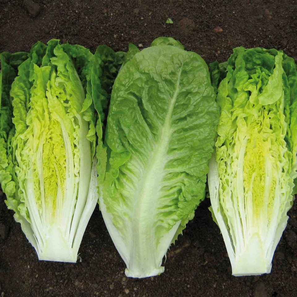 image 1 of Lettuce (Mini Romaine) Xanadu