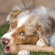 image 3 of Pet Qwerks Dinosaur BarkBone - Nylon Dog Bone for Aggressive Chewers - Bacon Flavor - 6.5"