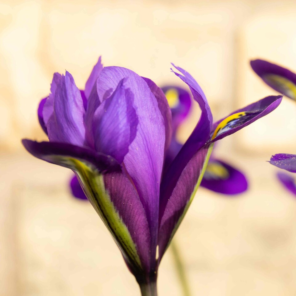 image 1 of Marshalls Garden Iris Bulbs 'Harmony' - 20 Bulbs, Early Spring Blue Flowers
