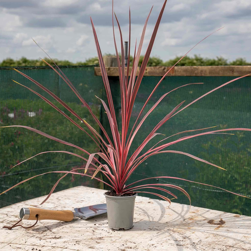 image 1 of Marshalls Garden Cordyline 'Charlie Boy' Variegated Pink and Burgundy Evergreen Shrub 9cm