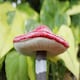 image 8 of Marco Paul Set Of 4 Red Mushroom Garden Ornaments