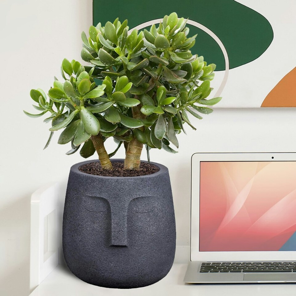 image 1 of Textured Concrete Effect Washed Black Oval Face Planter Indoor L30.5 D29.5 H29.5 cm, 13.9 ltrs Cap.