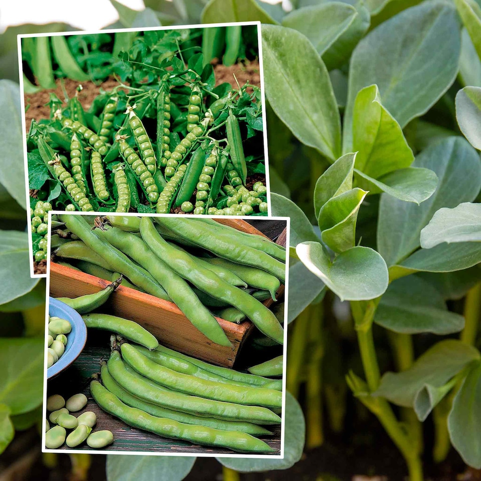 image 1 of Marshalls Garden Pea & Broad Bean Duo Pack (Aquadulce Claudia & Douce Provence) 2 packets