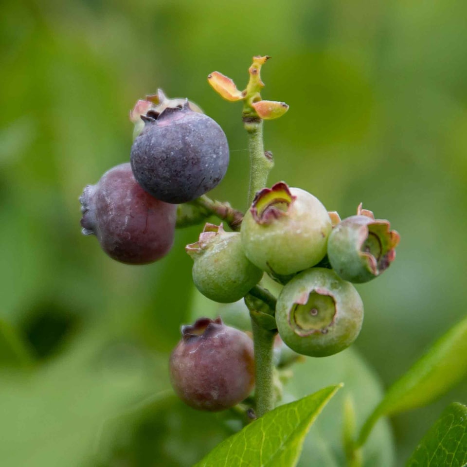 image 1 of Marshalls Garden Blueberry 'Northcountry' Compact, Self-fertile, 2 litre