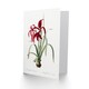 image 2 of Pierre-Joseph Redouté Art Card Aztec Lily Vintage Botanical