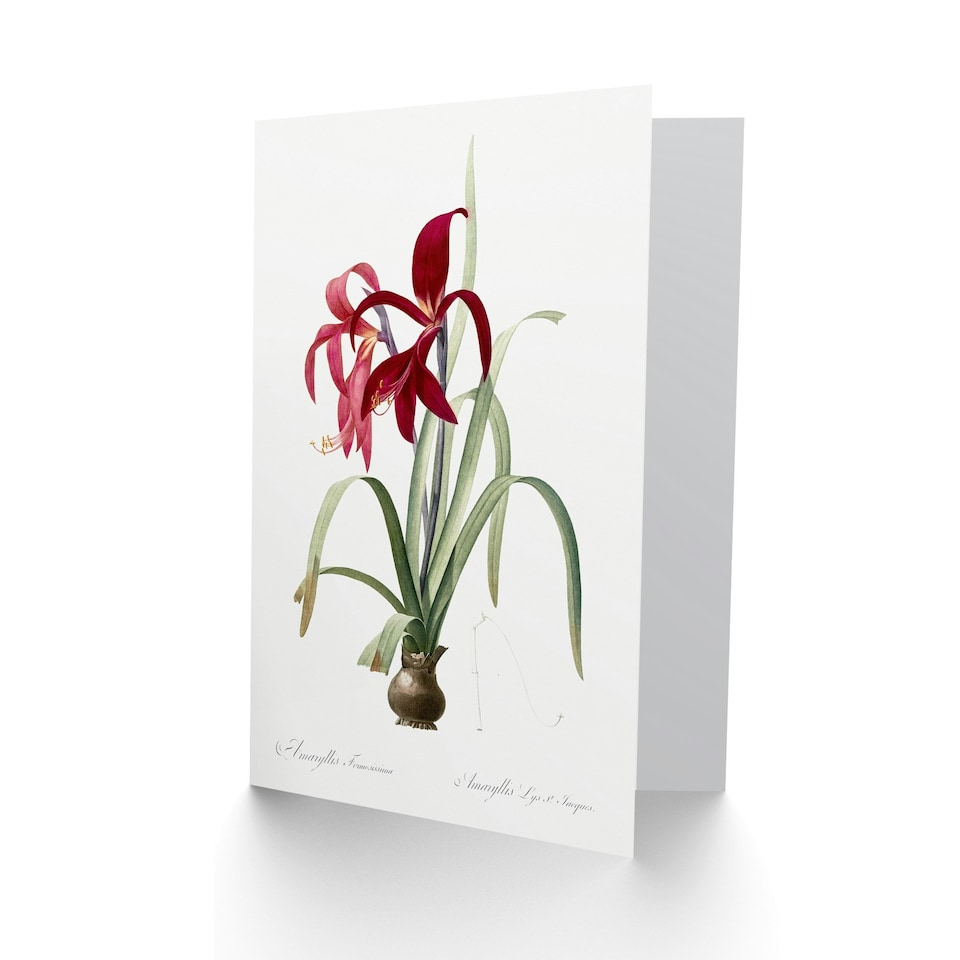 image 1 of Pierre-Joseph Redouté Art Card Aztec Lily Vintage Botanical
