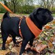 image 9 of HugglePets Air Mesh Dog Harness Red | M