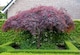 image 1 of Acer Palmatum Dissectum Garnet Large Japanese Maple Tree By Direct Plants
