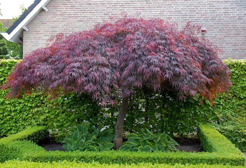 image 1 of Acer Palmatum Dissectum Garnet Large Japanese Maple Tree By Direct Plants