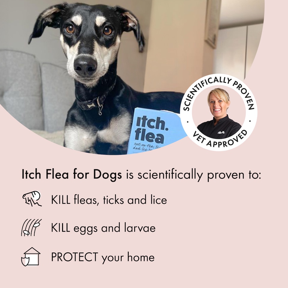 image 1 of Itch Flea Medium Dog Flea & Tick Spot On Treatment 2 Pipette (10-20kg) | Blue | 2 Pack