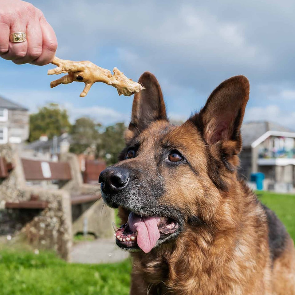 image 1 of Pero Natural Dog Treats - Dried Chicken Feet 1kg