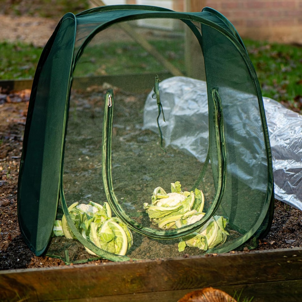 image 1 of Garden Gear Compact Pop-Up Cloche | Clear | 1